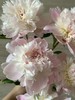 进口品种芍药花佩尔5支 商品缩略图10