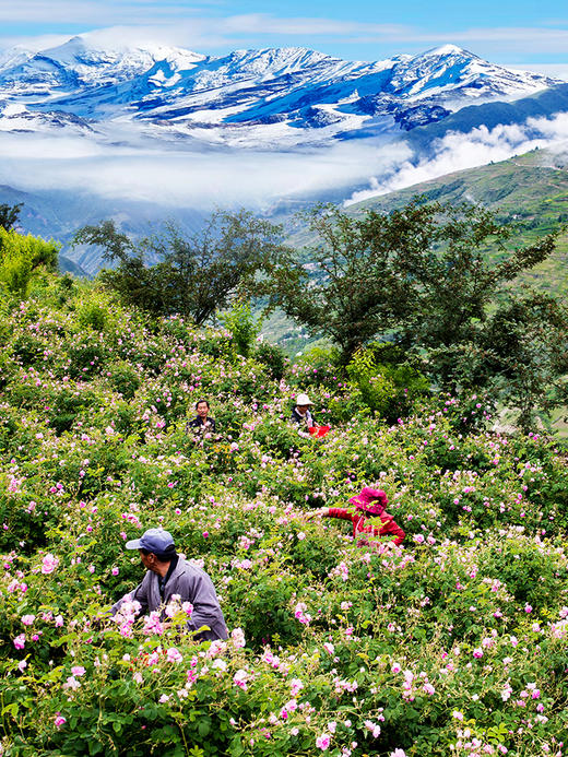 金山高山玫瑰花冠茶 商品图10