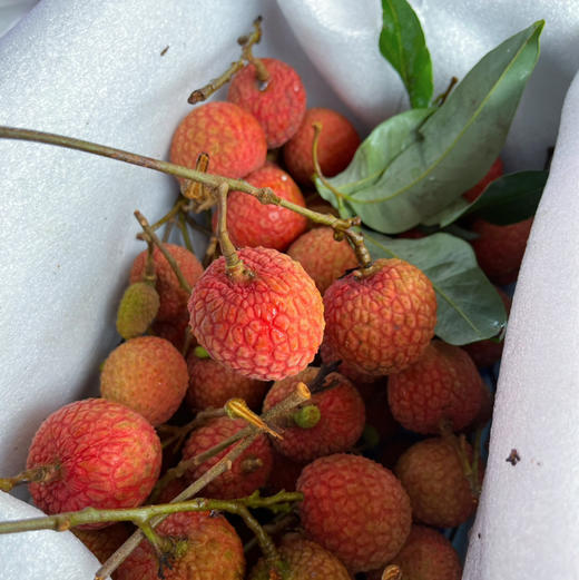 【白糖罂】白糖罂荔枝，海南荔枝 无水干荔枝，入口甘甜水润，可以尝鲜啦！ 商品图3