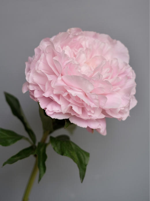 【预售！4.20起陆续发出】尼克莎【人间四月天，芍药铺庭前 】 简小姐精选新品进口芍药—尼克莎 2件包邮 顺丰空运直发 商品图5