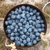 【3+】山海农人小兴安岭大粒蓝莓干260克/罐 商品缩略图6