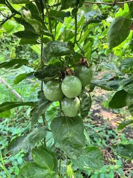 【大口黑标水果】海南钦蜜9号黄金百香果  只选大果 直接吃 甜美蜜桃气息 商品图8