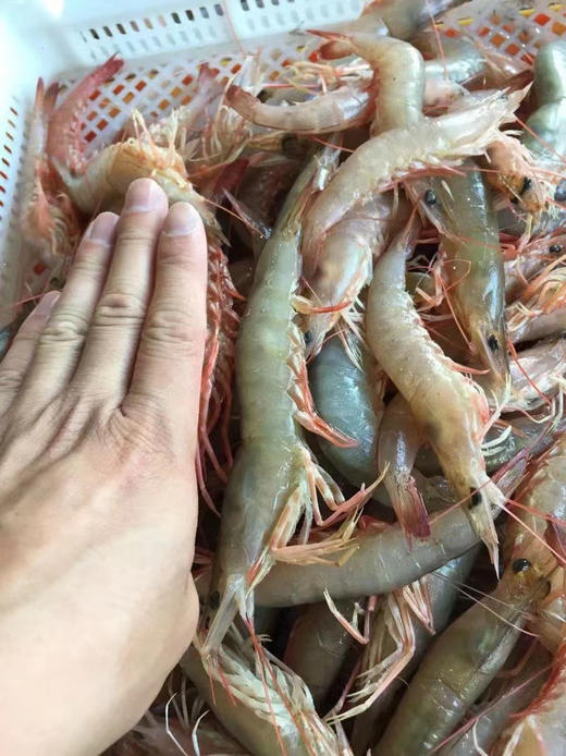 东海大白皮虾  1盒 500克 商品图2
