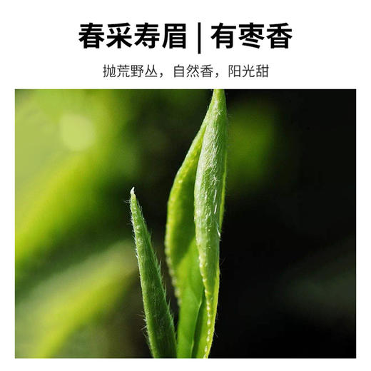 茶叶 福鼎白茶 寿眉白茶 2017年原料 老白茶 深山老枞 茶饮 五虎 300g/饼 商品图2