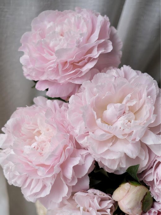 【预售！4.20起陆续发出】尼克莎【人间四月天，芍药铺庭前 】 简小姐精选新品进口芍药—尼克莎 2件包邮 顺丰空运直发 商品图7