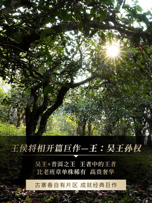【全新奢品系列】【王侯将相—吴王】高奢来袭，挑战市面上的不可能，比老班章单株更奢侈更高贵，只为追求JI致口感 商品图6