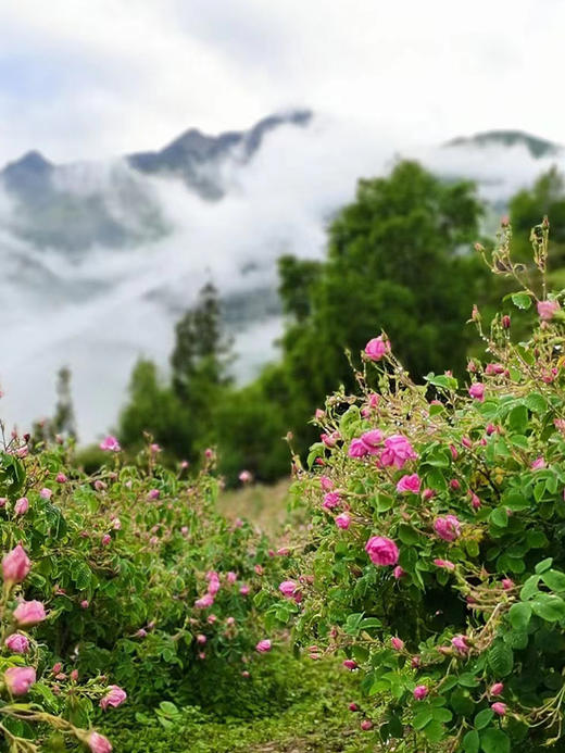 金山高山玫瑰花冠茶 商品图7