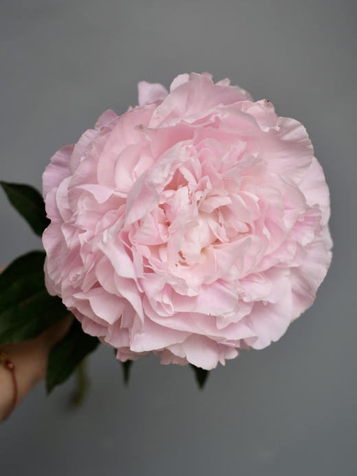 【预售！4.20起陆续发出】尼克莎【人间四月天，芍药铺庭前 】 简小姐精选新品进口芍药—尼克莎 2件包邮 顺丰空运直发 商品图2