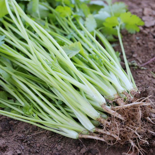 每日现摘  密农人家农家自种香菜  味道浓厚  调味必备 100g 商品图1