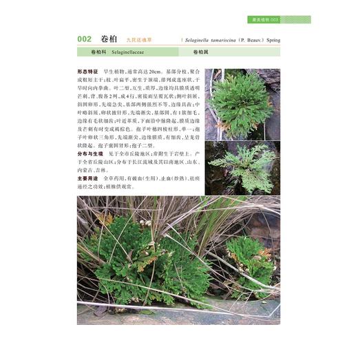 慈溪草本植物图鉴/徐绍清/浙江大学出版社/图谱/分类 商品图4