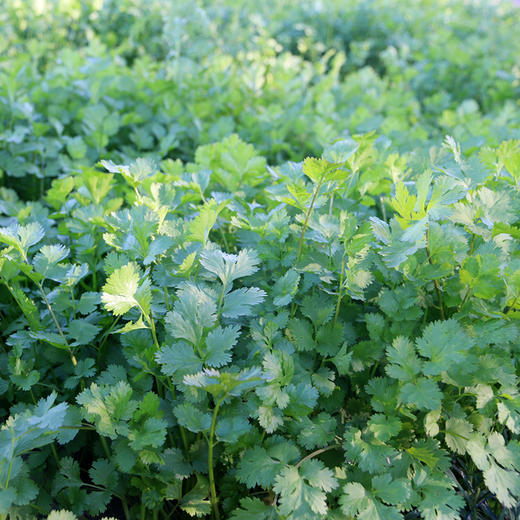 每日现摘  密农人家农家自种香菜  味道浓厚  调味必备 100g 商品图3