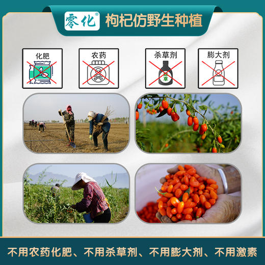 零化仿野生枸杞子先锋镇枸杞特优级枸杞125g 商品图3