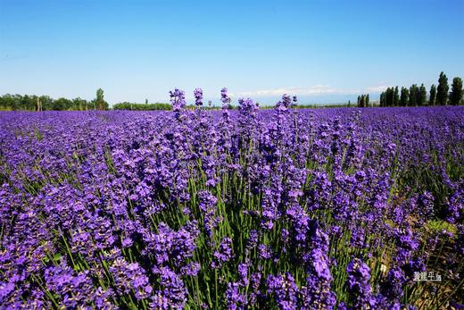 5月30日（越野车）【新疆】转场C:哈萨克牧民转场+伊犁花海+沙漠人文摄影旅游采风16天摄影团 商品图3