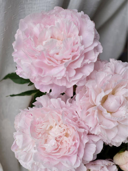 【预售！4.20起陆续发出】尼克莎【人间四月天，芍药铺庭前 】 简小姐精选新品进口芍药—尼克莎 2件包邮 顺丰空运直发 商品图1