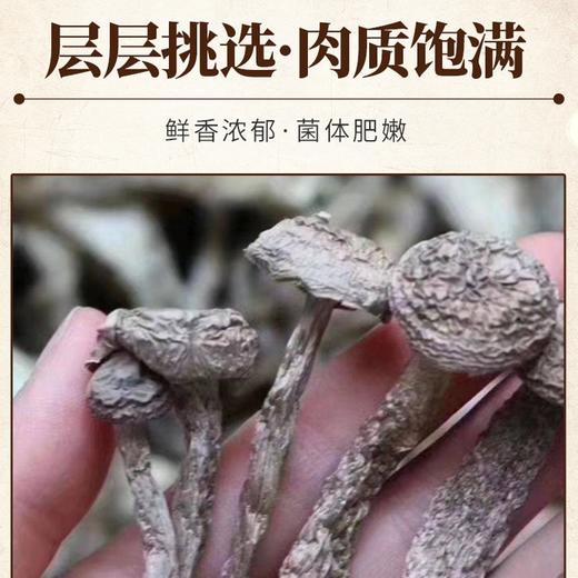 黔东南剑河【干鹿茸菇】80g 全国包邮部分地区不发货 蛋白质、维生素等含量丰富，经烹饪菌肉肥厚细腻、清新扑鼻、口感脆滑 商品图2