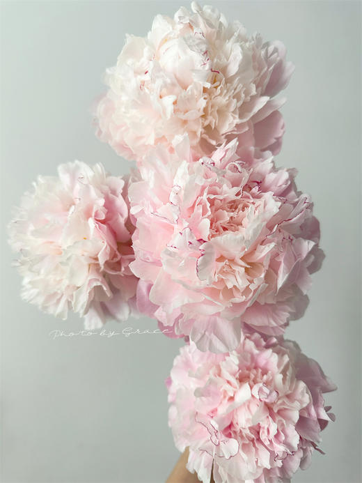 凯瑟琳娜芍药花5支 商品图10