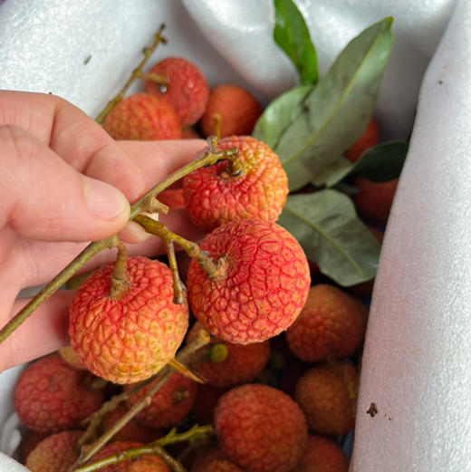 【白糖罂】白糖罂荔枝，海南荔枝 无水干荔枝，入口甘甜水润，可以尝鲜啦！ 商品图2