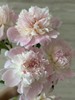 进口品种芍药花佩尔5支 商品缩略图7