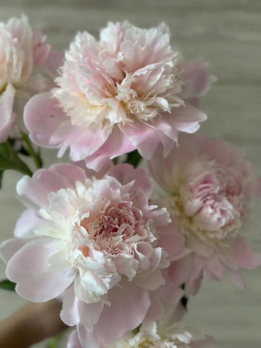 进口品种芍药花佩尔5支 商品图7