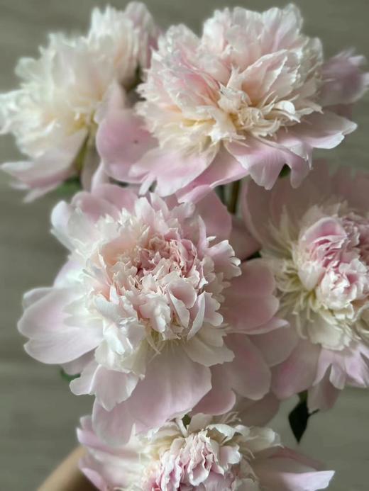 进口品种芍药花佩尔5支 商品图8