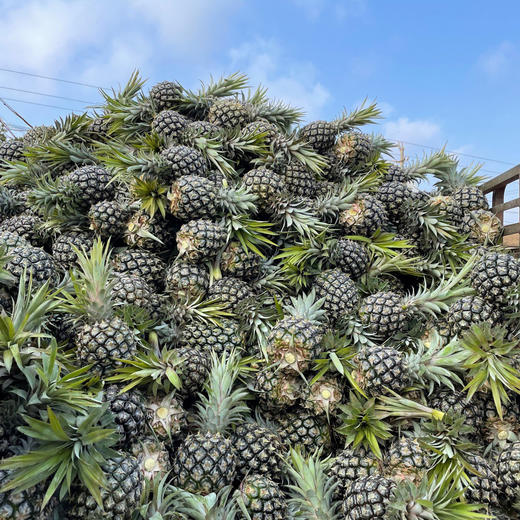 海南手撕凤梨 | 自然成熟，汁水饱满，相比其他凤梨来说甜度要好，比较稀有 商品图2