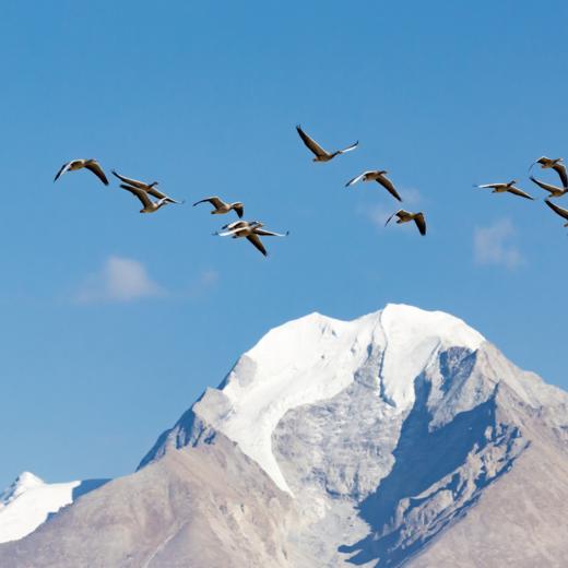 《一个长江 从雪山到海洋》 商品图9