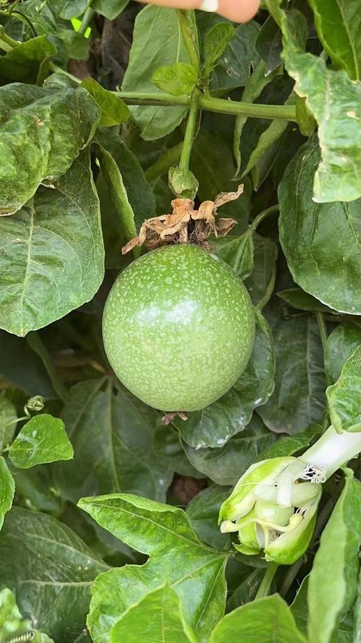 【大口黑标水果】海南钦蜜9号黄金百香果  只选大果 直接吃 甜美蜜桃气息 商品图6