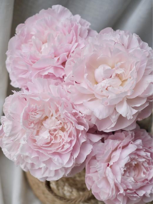 【预售！4.20起陆续发出】尼克莎【人间四月天，芍药铺庭前 】 简小姐精选新品进口芍药—尼克莎 2件包邮 顺丰空运直发 商品图3