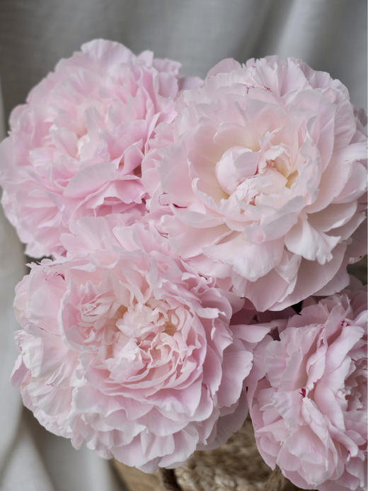 【预售！4.20起陆续发出】尼克莎【人间四月天，芍药铺庭前 】 简小姐精选新品进口芍药—尼克莎 2件包邮 顺丰空运直发 商品图6