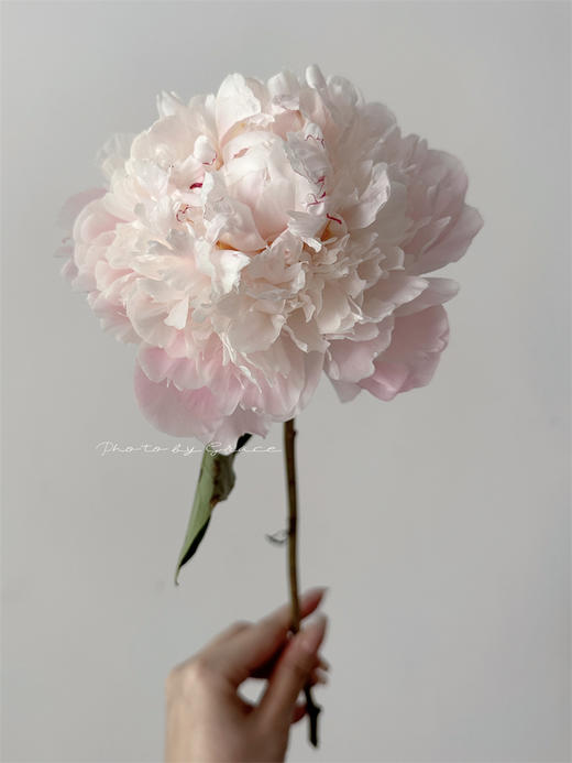 凯瑟琳娜芍药花5支 商品图14