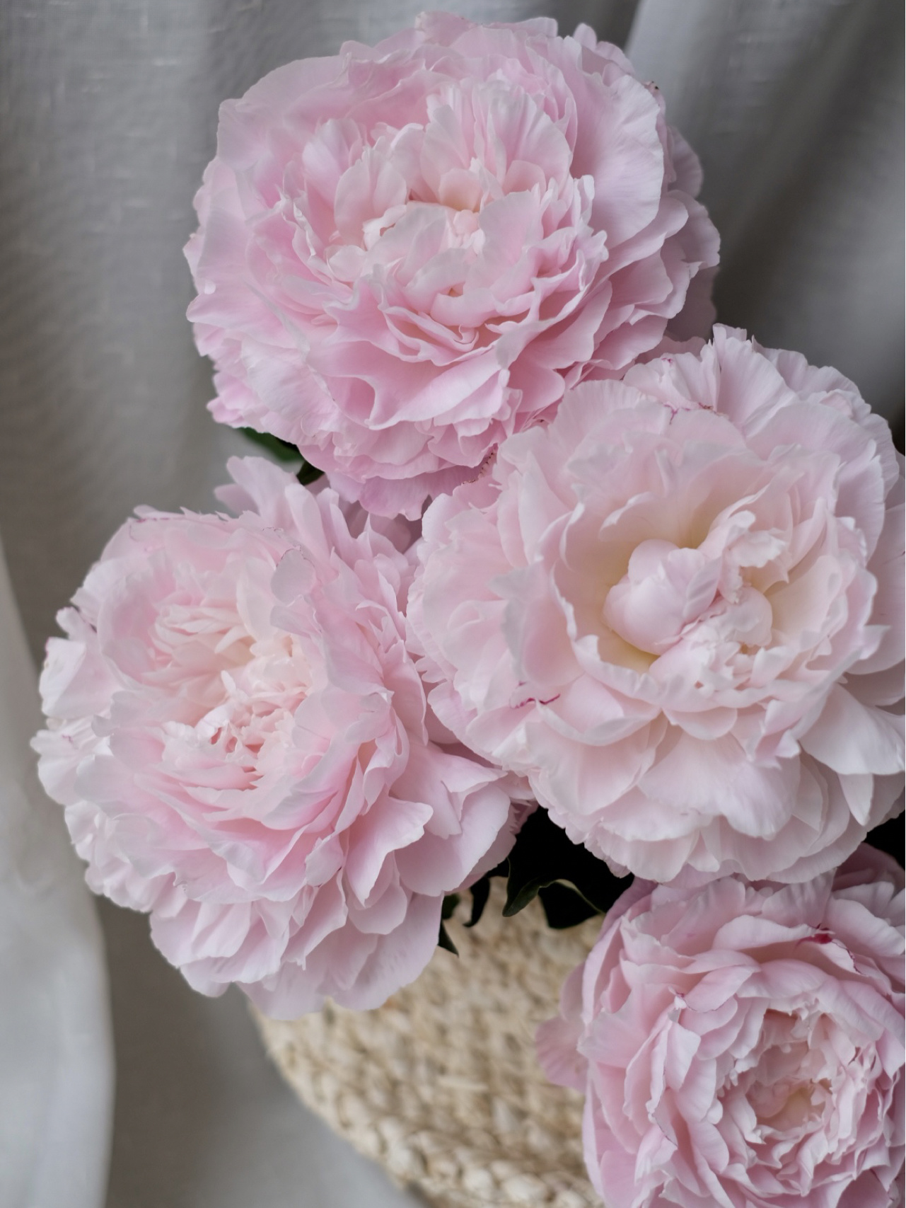 【预售！4.20起陆续发出】尼克莎【人间四月天，芍药铺庭前 】 简小姐精选新品进口芍药—尼克莎 2件包邮 顺丰空运直发