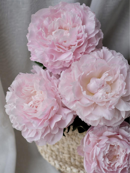 【预售！4.20起陆续发出】尼克莎【人间四月天，芍药铺庭前 】 简小姐精选新品进口芍药—尼克莎 2件包邮 顺丰空运直发 商品图0