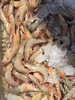 东海大白皮虾  1盒 500克 商品缩略图1