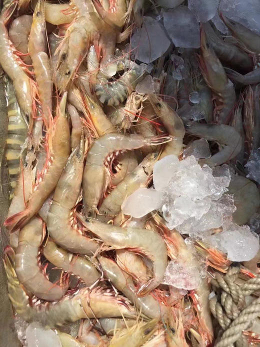 东海大白皮虾  1盒 500克 商品图1