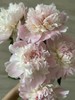 进口品种芍药花佩尔5支 商品缩略图9