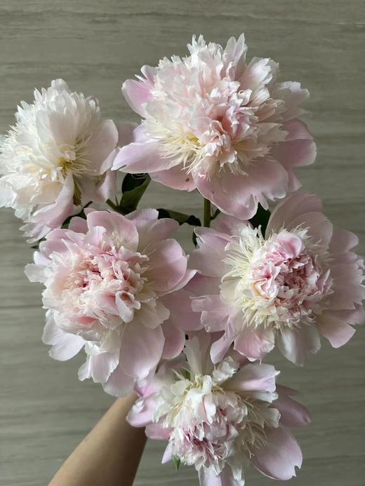 进口品种芍药花佩尔5支 商品图11