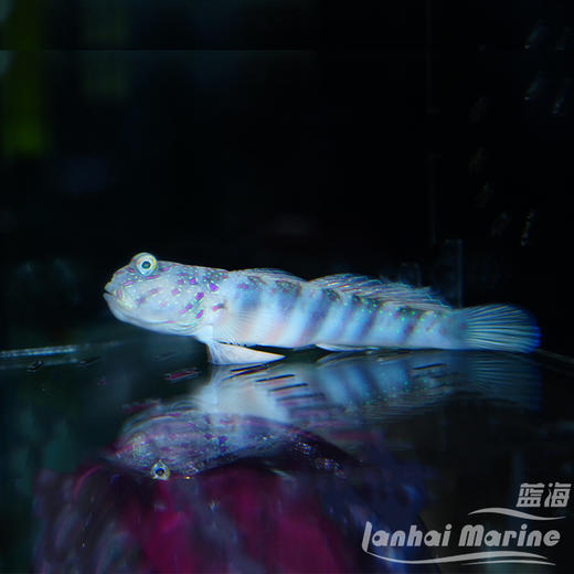 粉点虾虎 商品图8