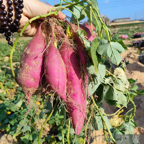  桥头地瓜来活动啦！五斤送半斤！香甜软糯、味如板栗! 