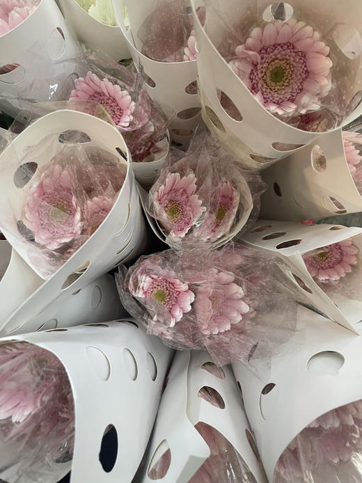 【迷你版】弗朗/非洲菊-华沙 约10枝/扎 商品图9