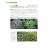 慈溪草本植物图鉴/徐绍清/浙江大学出版社/图谱/分类 商品缩略图3