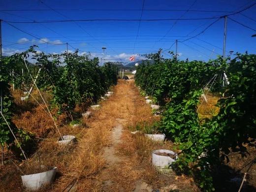 【大口黑标水果】海南钦蜜9号黄金百香果  只选大果 直接吃 甜美蜜桃气息 商品图3