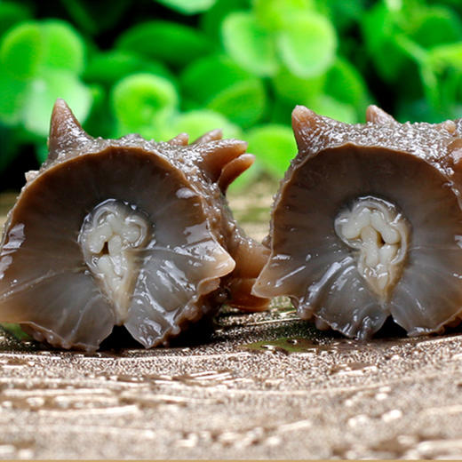 食鲜工坊-鲜食海参1298型礼盒1000g 商品图3