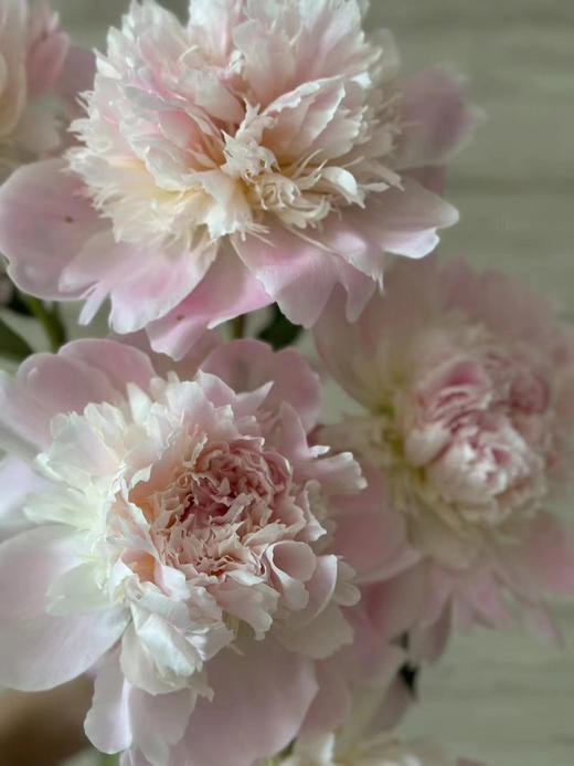 进口品种芍药花佩尔5支 商品图6
