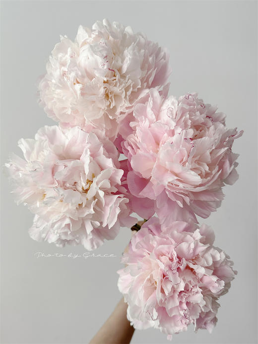 凯瑟琳娜芍药花5支 商品图12