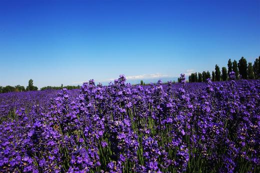 5月30日（越野车）【新疆】转场C:哈萨克牧民转场+伊犁花海+沙漠人文摄影旅游采风16天摄影团 商品图4