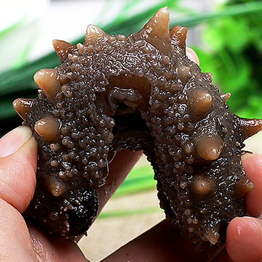 食鲜工坊-鲜食海参1298型礼盒1000g 商品图2