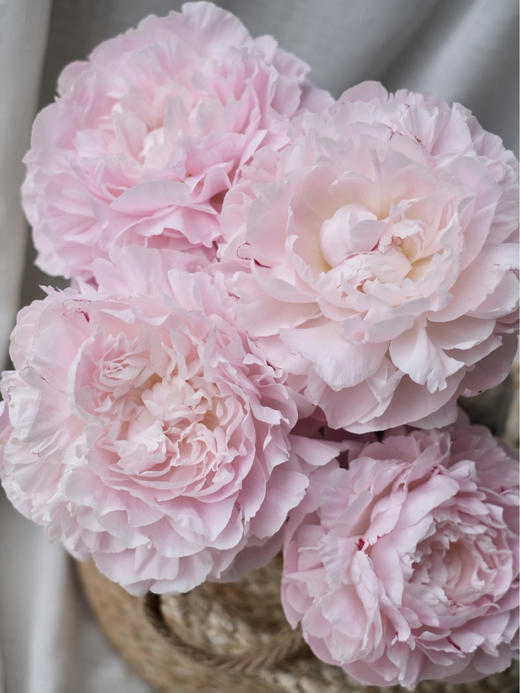 【预售！4.20起陆续发出】尼克莎【人间四月天，芍药铺庭前 】 简小姐精选新品进口芍药—尼克莎 2件包邮 顺丰空运直发 商品图4