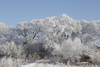 冰雪奇缘(B):中俄边境沿黑龙江：大兴安岭漠河、北极村+黑河、小兴安岭林海、库尔滨雾凇 12天 商品缩略图6