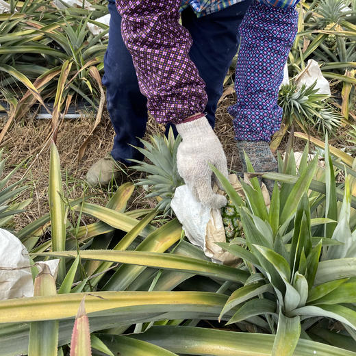 海南手撕凤梨 | 自然成熟，汁水饱满，相比其他凤梨来说甜度要好，比较稀有 商品图4