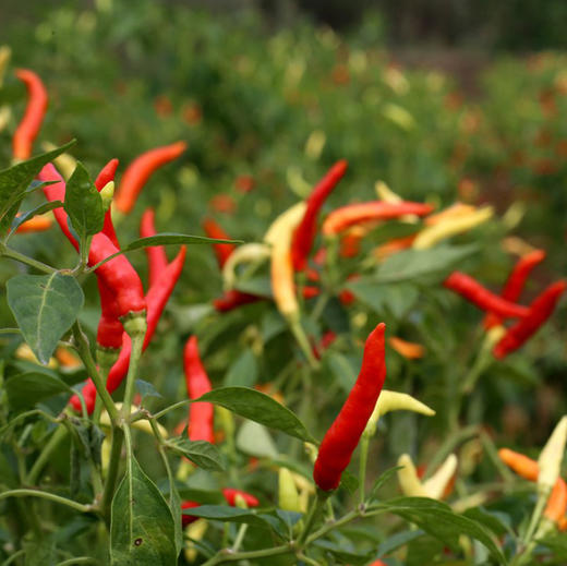 贵州牛肉辣椒酱 200克/瓶  2瓶60元 苗家圆圆 商品图8